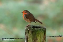 European robin / Roodborstje (Erithacus rubecula)