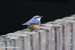 Nuthatch / Boomklever (Sittidae)