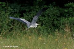 grey heron / blauwe reiger (Ardea cinerea)