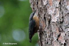 Nuthatch / Boomklever (Sittidae)