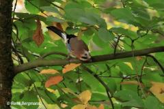 Gaai (Garrulus glandarius)