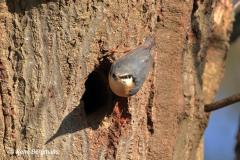 Nuthatch / Boomklever  (Sitta europaea)