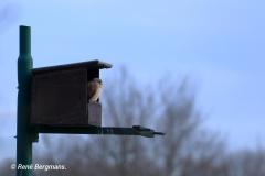 Common kestrel / Torenvalk (Falco tinnunculus)