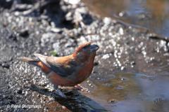 Common crossbill / Kruisbek (Loxia curvirostra)