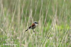 Red-backed shrike / Grauwe klauwier (Lanius collurio)