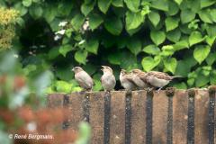 House sparrow / Huismus (Passer domesticus)