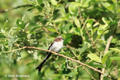 Long-tailed tit /Staartmees (Aegithalos caudatus)