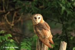 Barn owl / Kerkuil (Tyto alba)