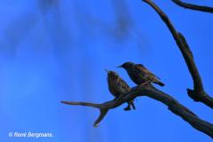 Common starling / spreeuw (Sturnus vulgaris)