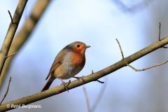 European robin / Roodborstje (Erithacus rubecula)