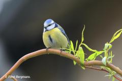 Eurasian blue tit / Pimpelmees (Cyanistes caeruleus)