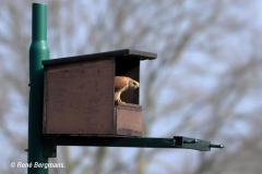 Common kestrel / Torenvalk (Falco tinnunculus)