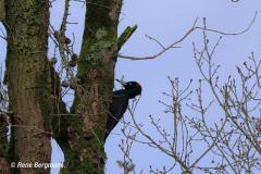 Black woodpecker / Zwarte specht (Dryocopus martius)