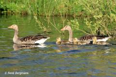 Greylag goose / Grauwe gans (Anser anser)