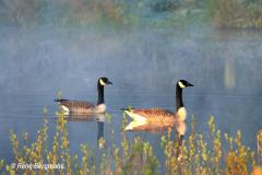 Canada goose / Canadese gans (Branta canadensis)