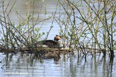 Great crested grebe / Fuut (Podiceps cristatus)