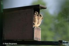 Common kestrel / Torenvalk (Falco tinnunculus)