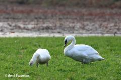 Mute swan  / Knobbelzwaan (Cygnus olor)