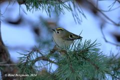 goldcrest / goudhaan (Regulus regulus)