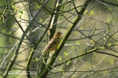 tree pipit / boompieper (Anthus trivialis)