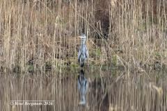 grey heron / blauwe reiger (Ardea cinerea)