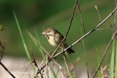 Chiffchaff / Triff traf (Phylloscopus collybita)