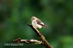European pied flycatcher female / Bonte vliegenvanger vrouwtje (Ficedula hypoleuca)