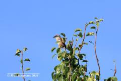 Great grey shrike / Klapekster of Blauwe klauwier (Lanius excubitor)