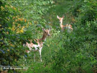 Fallow deer