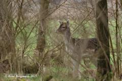 Fallow deer / damhert (Dama dama)