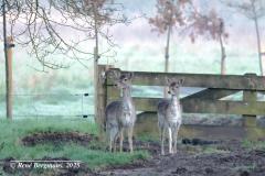 Fallow deer / damhert (Dama dama)