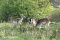Fallow deer / damhert (Dama dama)