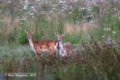Fallow deer / damhert (Dama dama)