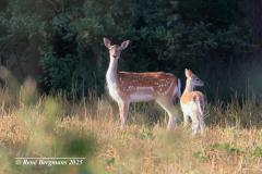 Fallow deer / damhert (Dama dama)
