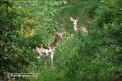 Fallow deer / Damhert (Dama dama)