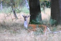 Fallow deer / damhert (Dama dama)