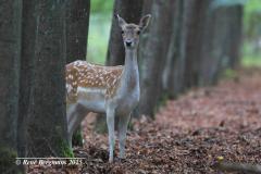 Fallow deer / damhert (Dama dama)