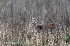 Fallow deer / damhert (Dama dama)