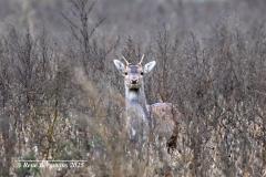 Fallow deer / damhert (Dama dama)