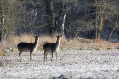 Fallow deer / damhert (Dama dama)