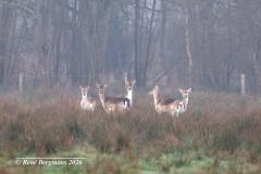 Fallow deer / damhert (Dama dama)