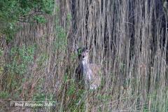 Fallow deer / damhert (Dama dama)