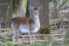 Fallow deer / damhert (Dama dama)