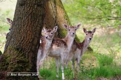 Fallow deer / damhert (Dama dama)
