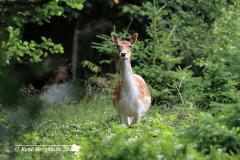 Fallow deer / damhert (Dama dama)