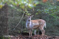 Fallow deer / damhert (Dama dama)