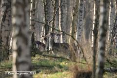 fallow deer / damhert (Dama dama)