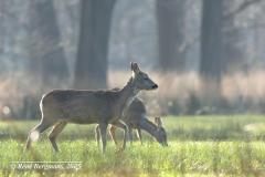 roe deer / ree (Capreolus capreolus)