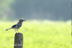 jay  / gaai (Garrulus glandarius)