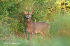 roe deer / ree (Capreolus capreolus)
